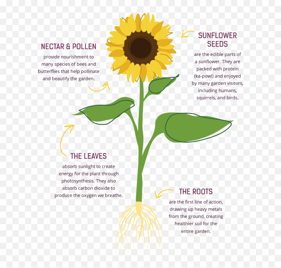 Drawn Sunflower Cool Clipart - Full Size Clipart 3162346 Emoji,Sunflower Garden Clipart