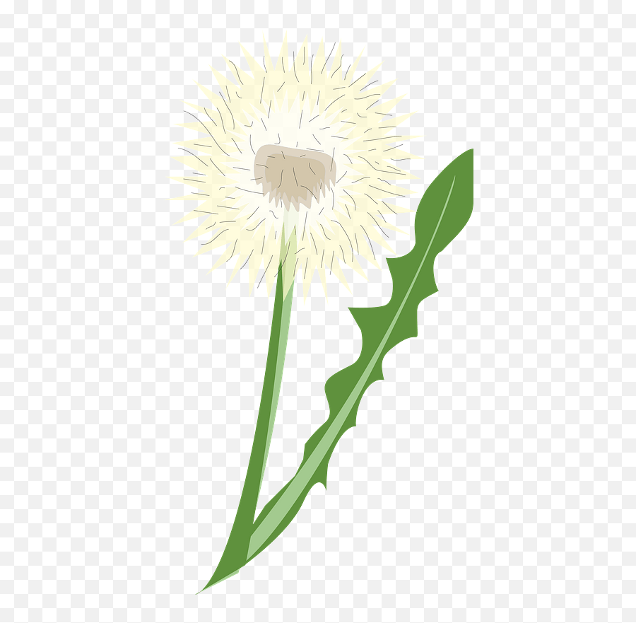 Dandelion Clipart - Common Dandelion Emoji,Dandelion Clipart