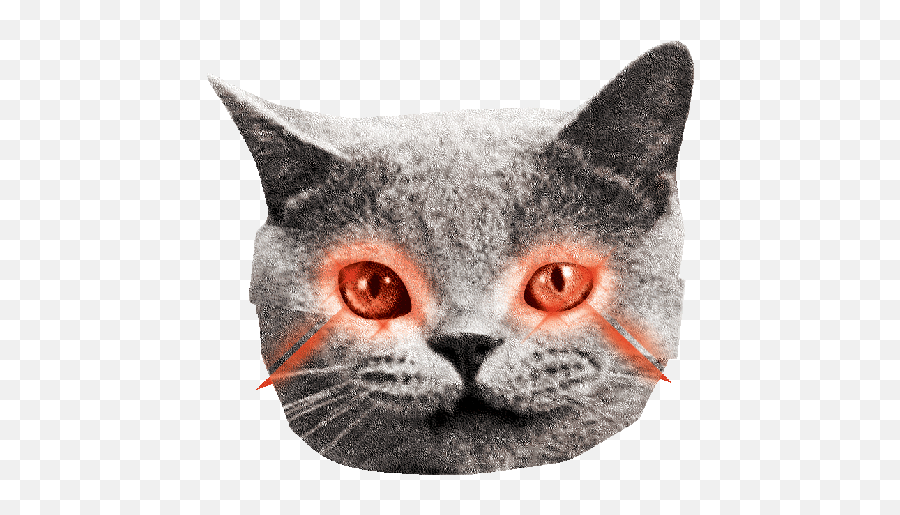 Github - Laser Cat Gif Transparent Emoji,Laser Eyes Transparent
