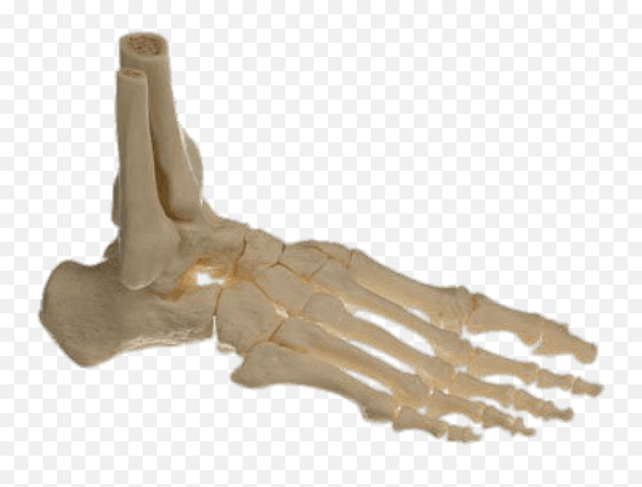 Bones Of The Foot Transparent Png - Foot Bone Transparent Background Emoji,Bone Transparent