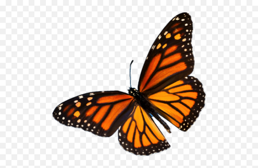 Monarch Butterflies Ps 376 - Monarch Butterfly Png Transparent Emoji,Monarch Butterfly Png