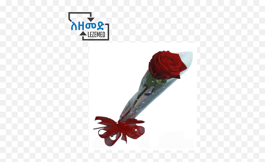 Single Red Rose Emoji,Red Rose Transparent