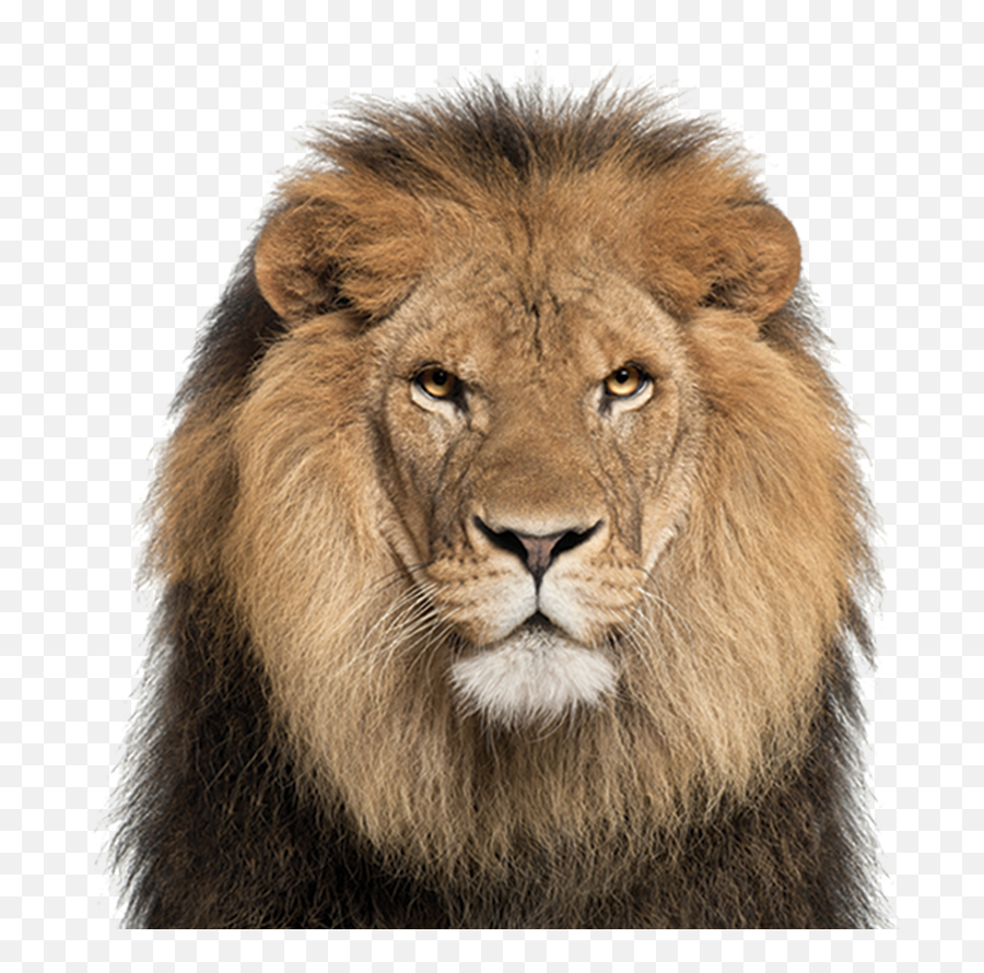 Download Hd African Lion - Lion Face White Background Emoji,Lion Face Png