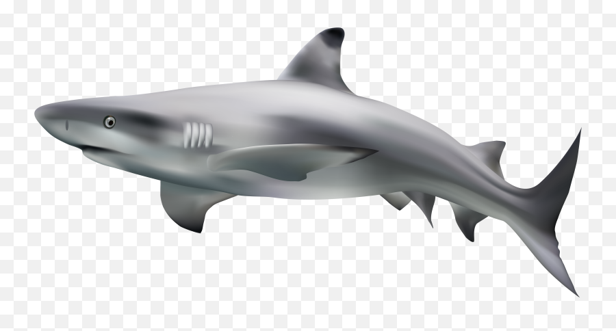 Free Shark Clipart Transparent - Shark Transparent Png Emoji,Shark Clipart