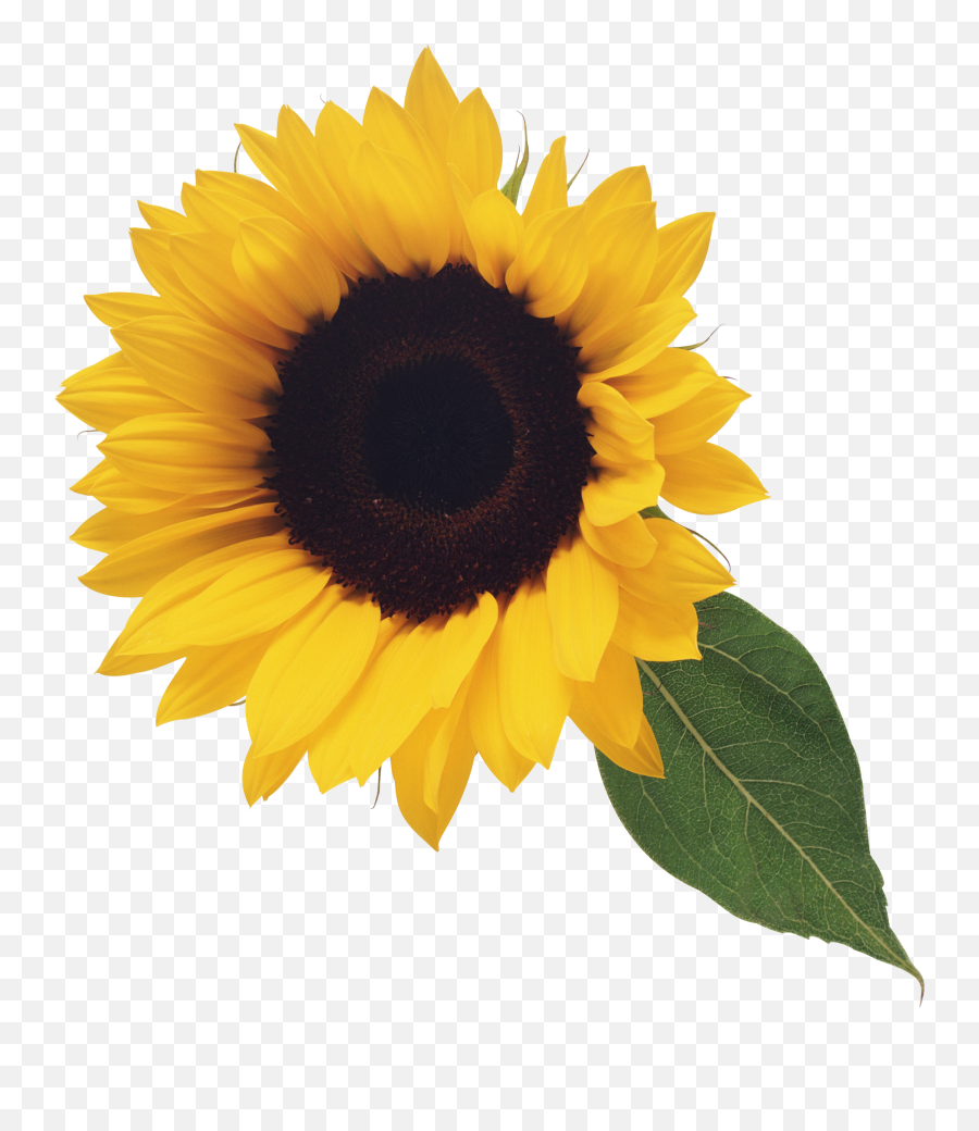 Sunflower Free Sunflower Clip Art - Transparent Background Transparent Sunflowers Emoji,Sunflower Clipart