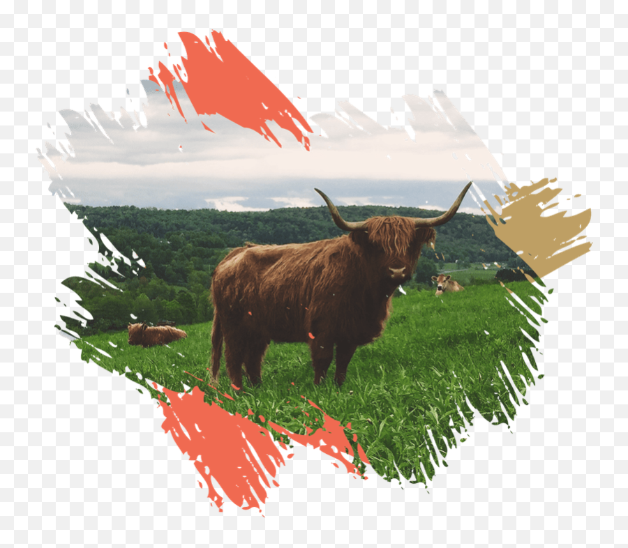Acton Academy Upstate - Ox Emoji,Bulls Logo Upside Down