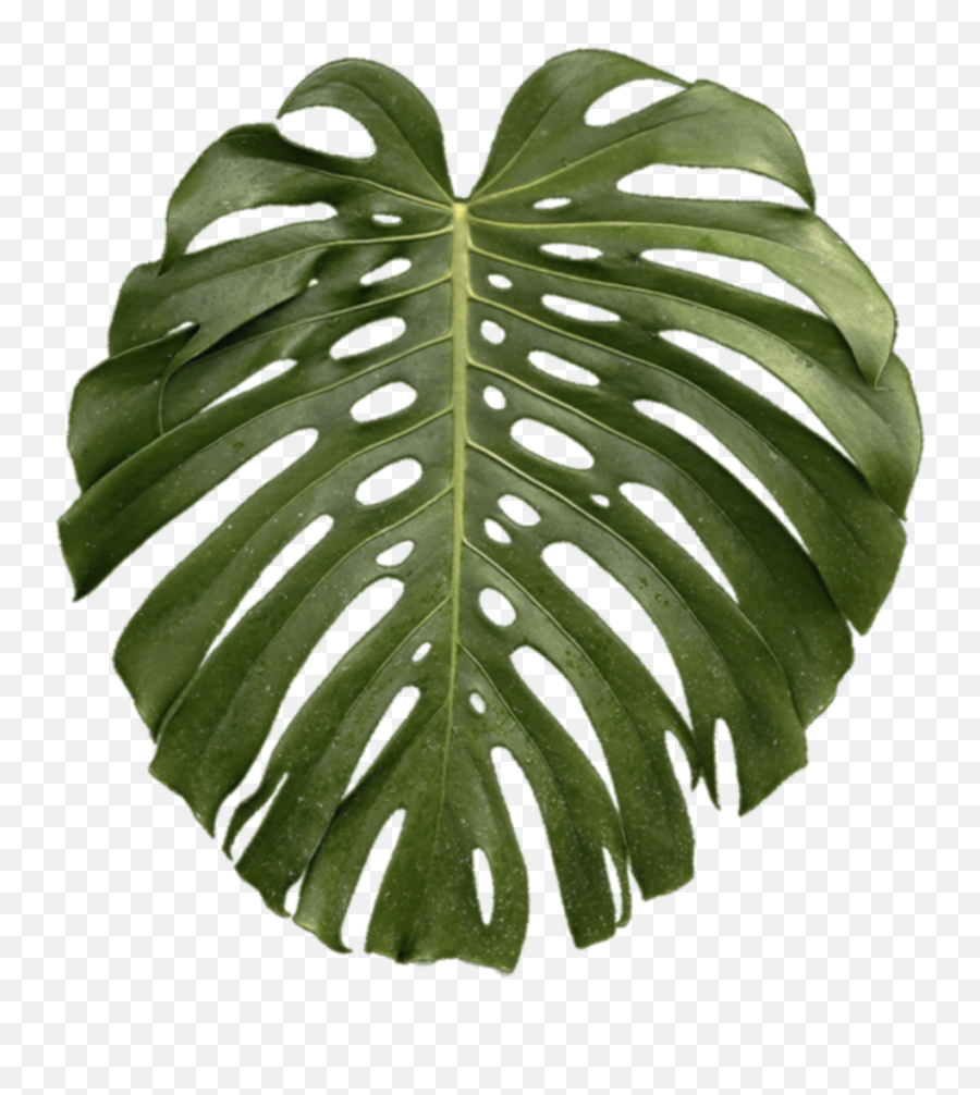 Download Tropical Plant Leaf Png - Transparent Tropical Emoji,Tropical Plant Png