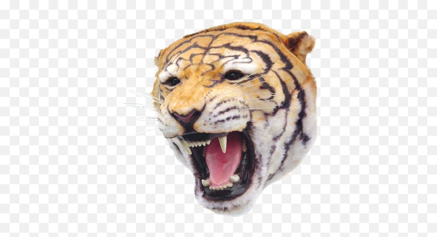 Tiger Head Mount Faux Emoji,Tiger Head Png