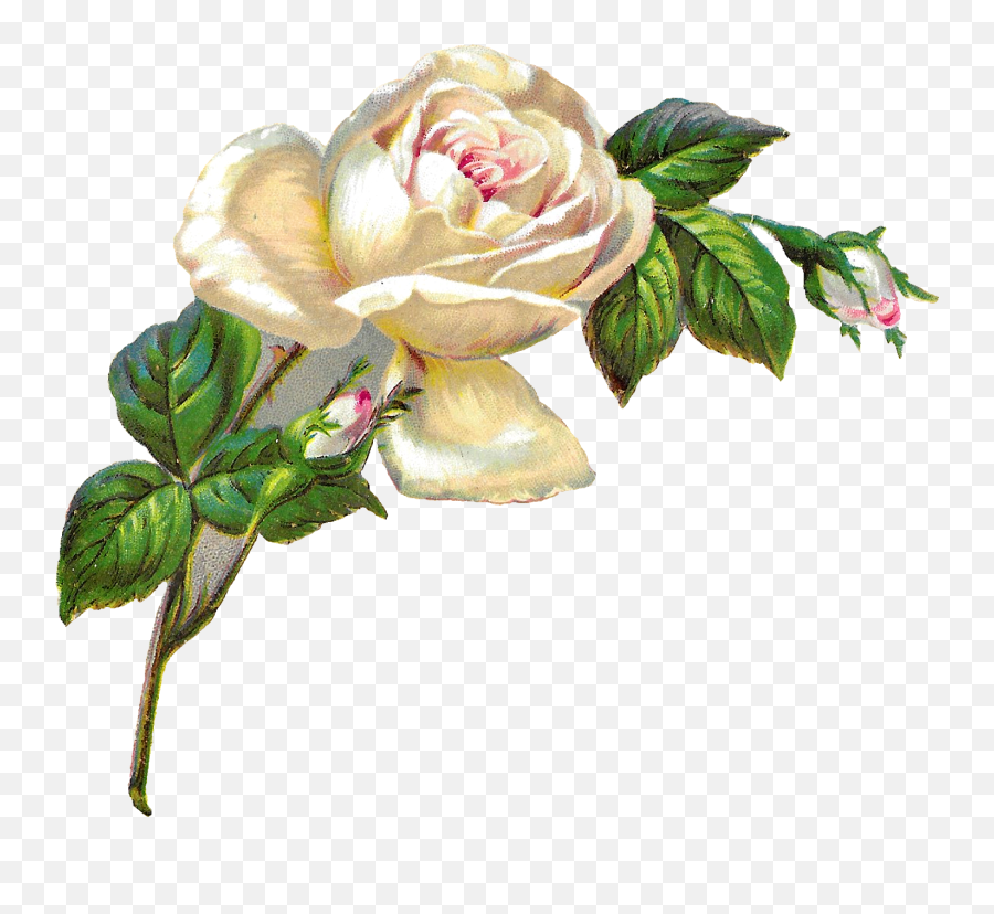 White Clipart Rose White Rose - White Vintage Flowers Transparent Background Emoji,White Rose Png