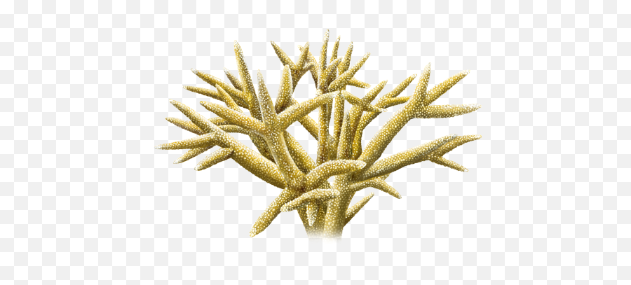Staghorn Coral - Staghorn Coral Emoji,Coral Png