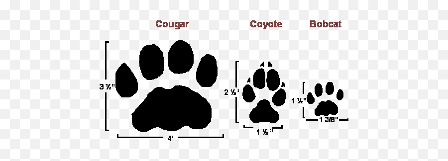 Dnr - Distinguishing Cougar Coyote And Bobcat Tracks Bobcat Tracks Emoji,Claw Marks Png