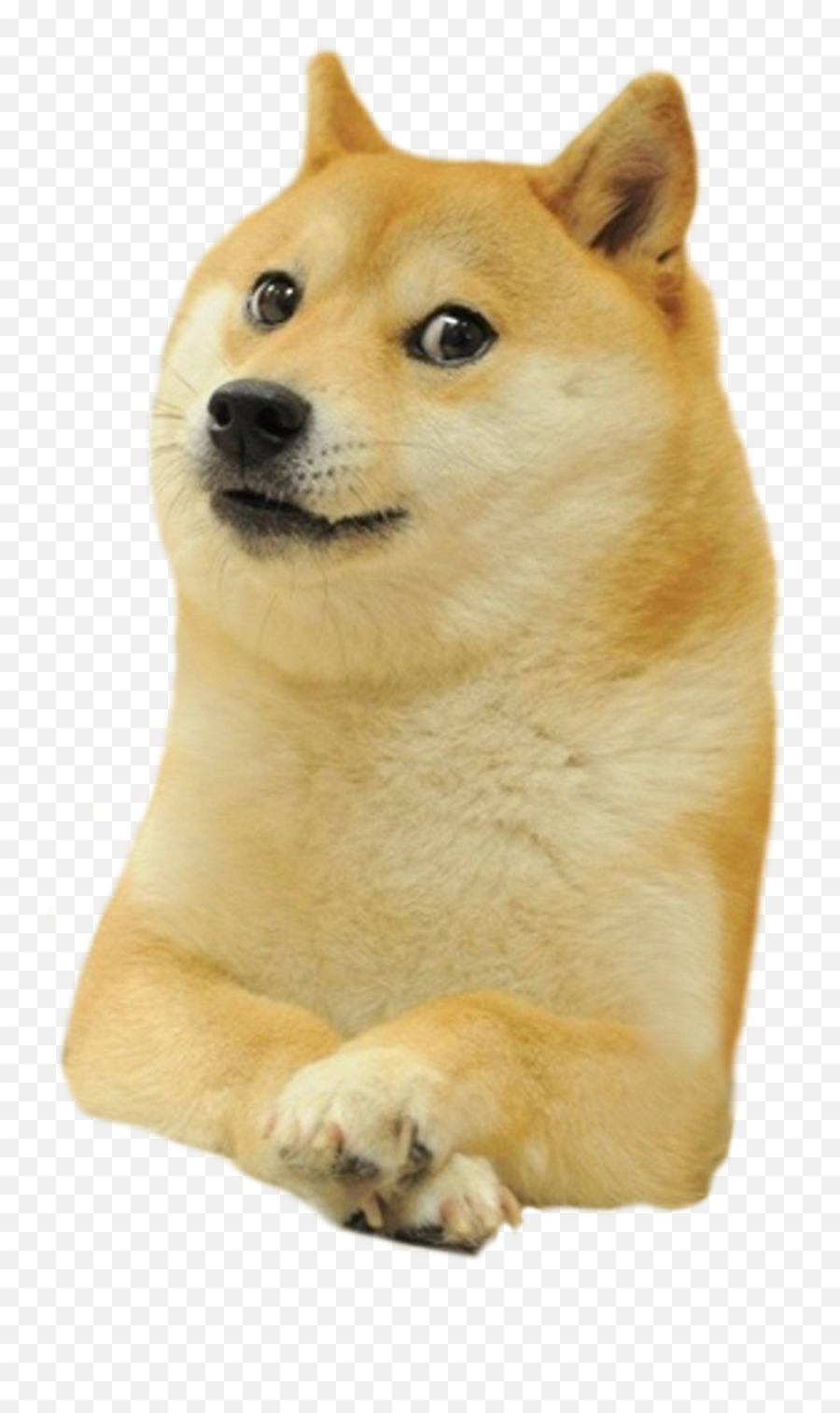 Download Shiba Deal Inu Doge It - Doge Transparent Background Emoji,Shiba Inu Png