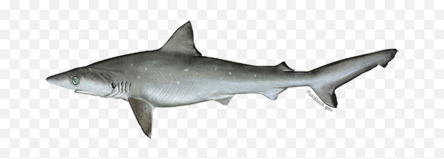 Atlantic Sharpnose Shark Noaa Fisheries Emoji,Shark Head Clipart