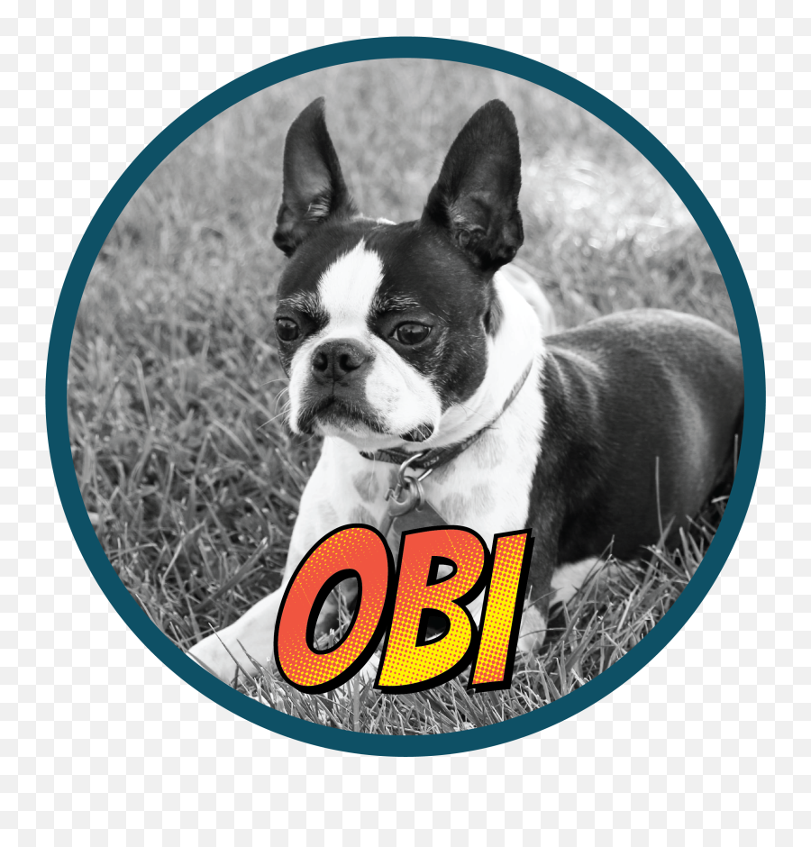 Obi U2014 Water Rocks Emoji,Boston Terrier Png