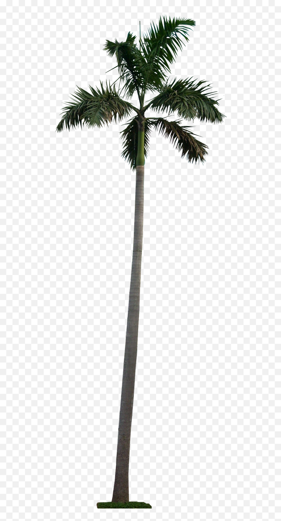 Palm Tree Png - Long Palm Tree Png Emoji,Palm Tree Png