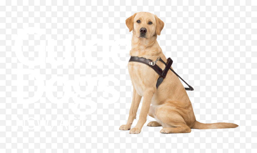 Transparent Dog Png Download - Guide Dogs Australia Logo Emoji,Dog Transparent Background