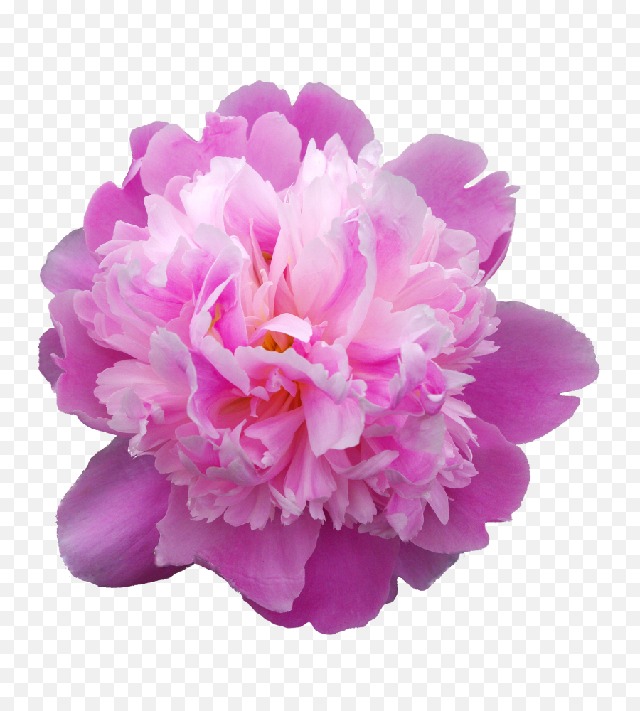 Peony Transmission Flowers Pink Flowerpeony Transmission - Peonía Png Emoji,Pink Flowers Png