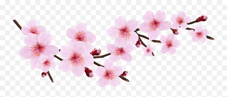 Download Png Transparent Background - Cherry Blossom Petals Emoji,Cherry Blossom Png