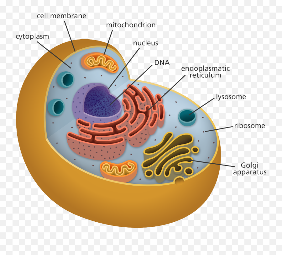 What Is A Cell Facts Yourgenomeorg - Clipart Best Emoji,Facts Clipart