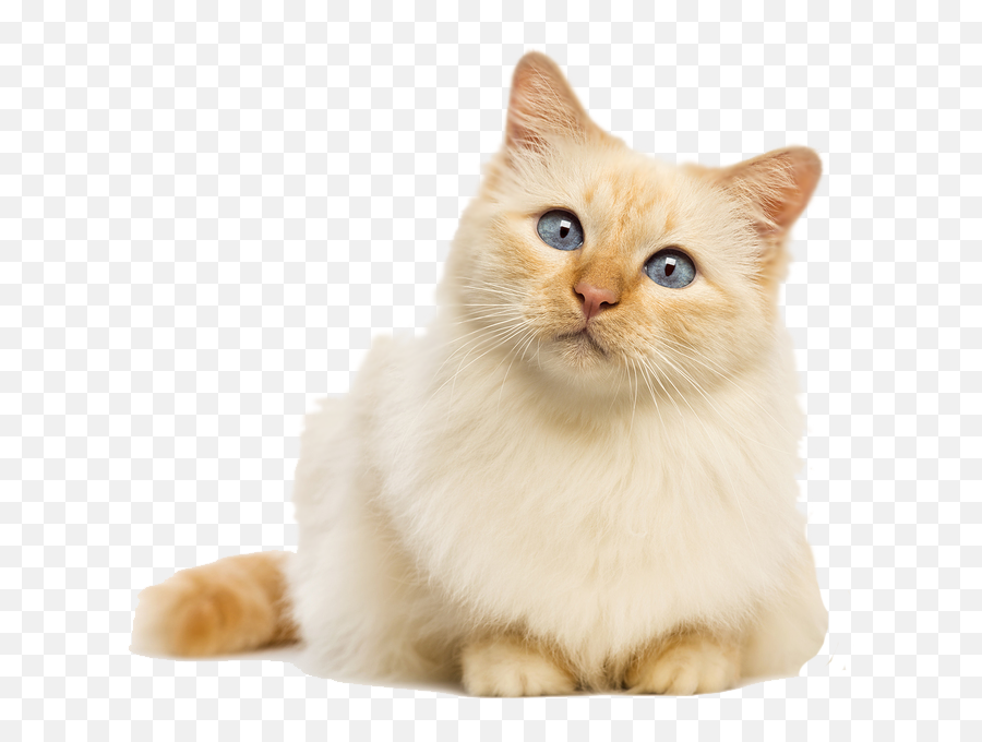Download Hd Sheu0027s On Tumblr - Sad Cat Transparent Background Emoji,Crying Cat Transparent