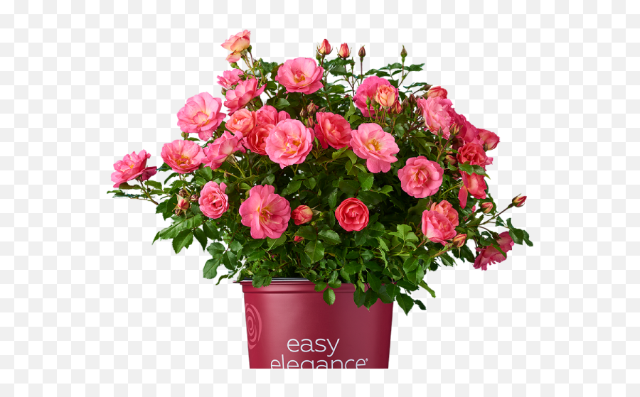 Welcome To Bailey Nurseries Growing Whatu0027s Next Emoji,Flower Bush Png