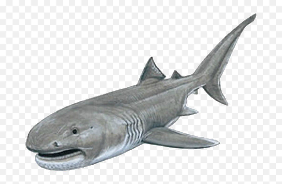 Megamouth Shark Vs Battles Wiki Fandom - Megamouth Shark Transparent Emoji,Shark Transparent Background