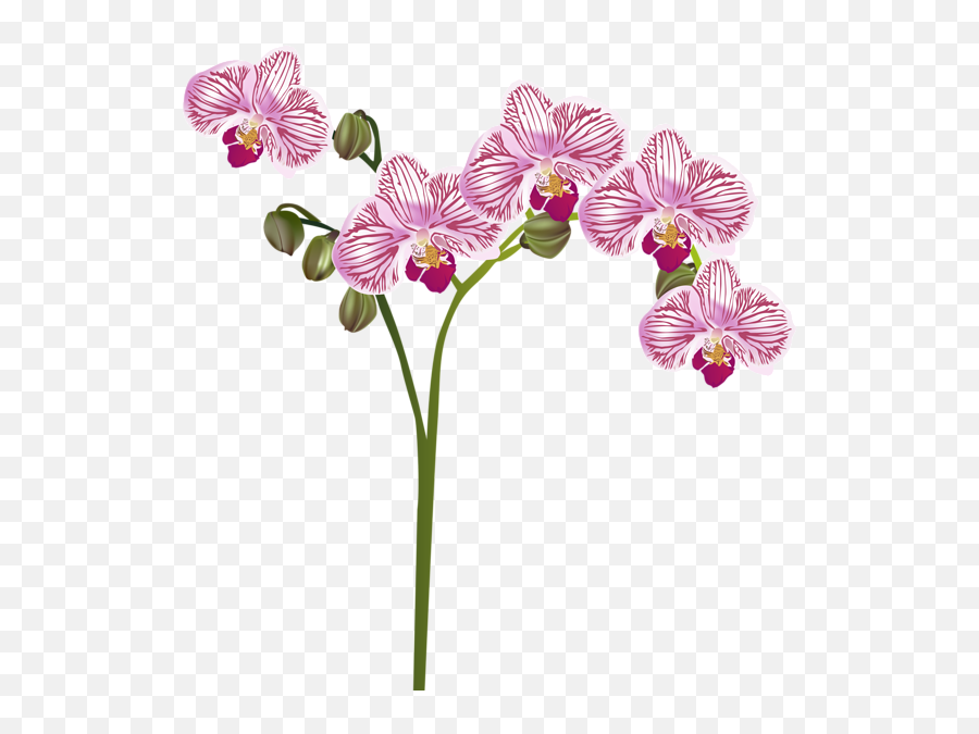 Orchid Transparent Clip Art Image - Transparent Background Orchids Png Emoji,Orchid Clipart
