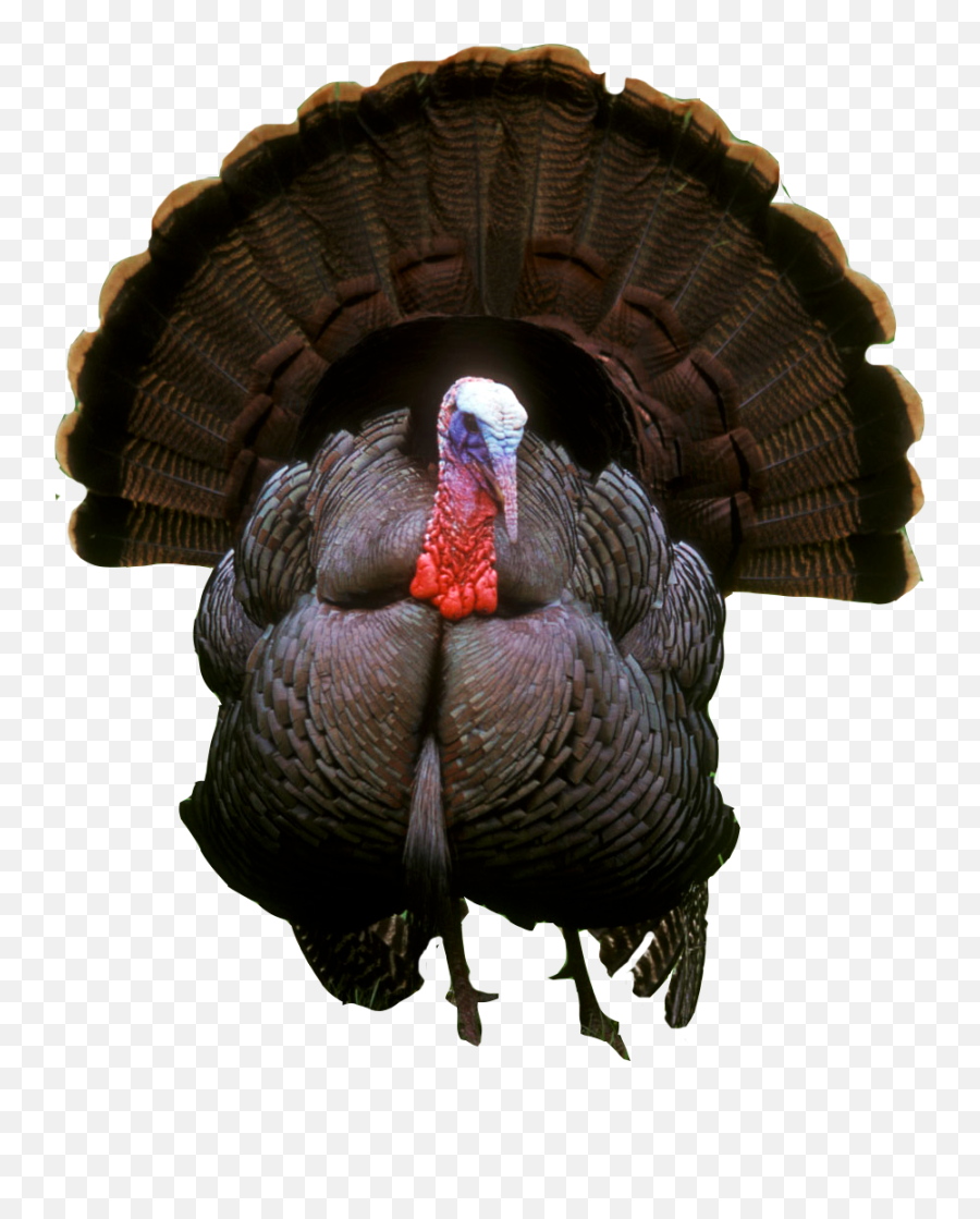 Download Turkey Png Photos - Turkey Bird Png Emoji,Turkey Png