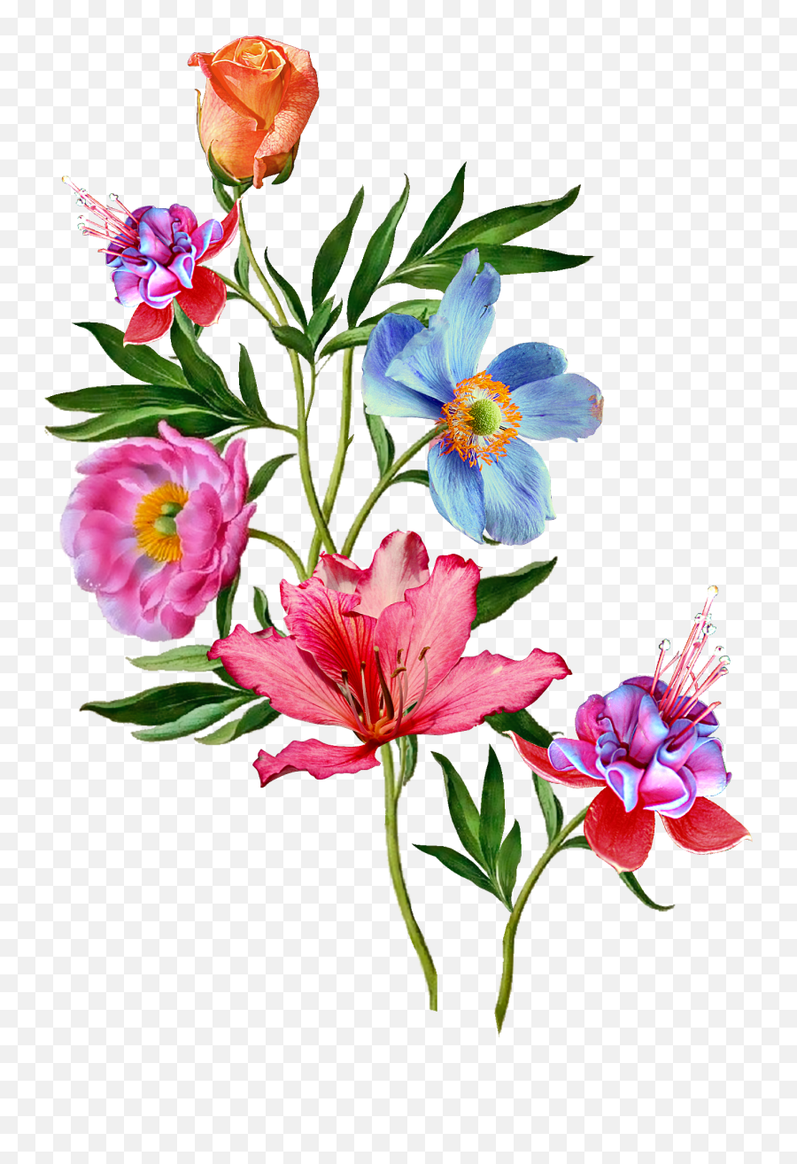 Download Hd Vector Flower Png - Dahlia Blossom Beautiful Red Emoji,Dahlia Clipart