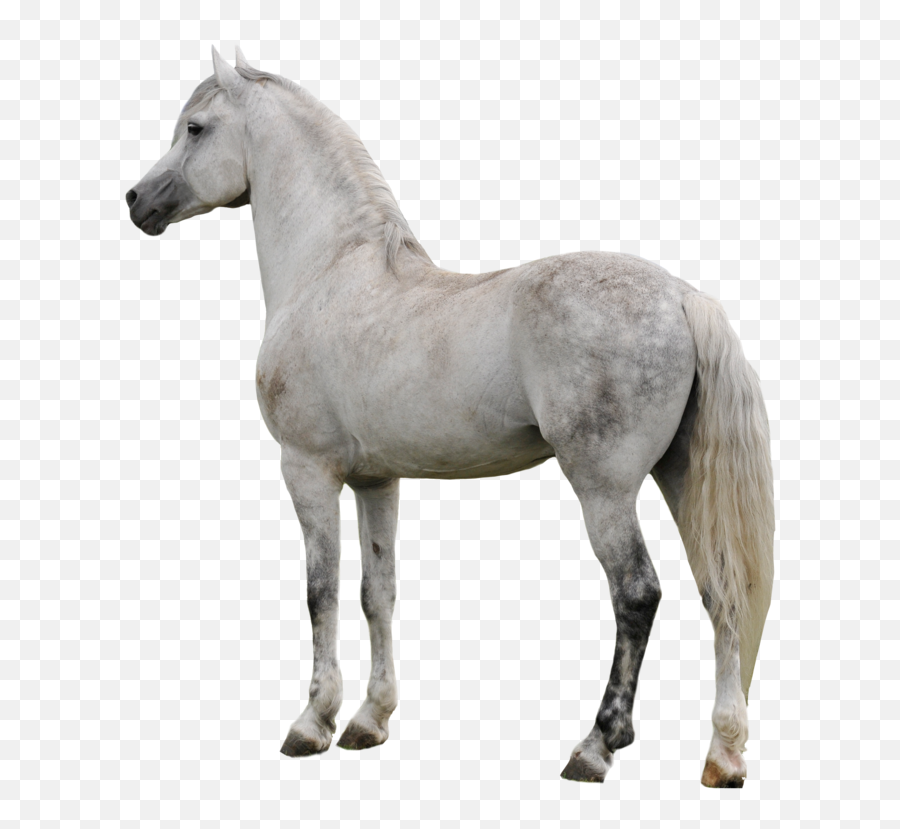Download Horse Png Clipart - Real White Horse Png Transparent Background Emoji,Horse Transparent