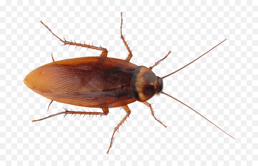 Roach Png Image - Make A Fake Cockroach Emoji,Cockroach Png