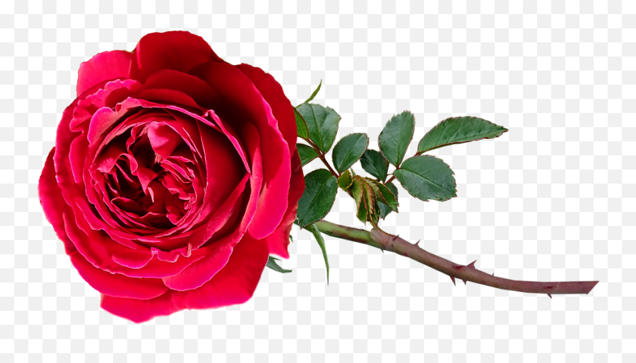 Flower Red Rose - Free Photo On Pixabay Emoji,Red Rose Transparent