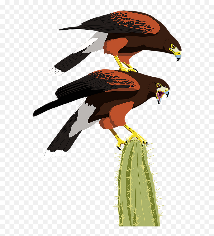 Bennu Birdy Illustration By Sarah Maclean Emoji,Saguaro Cactus Clipart