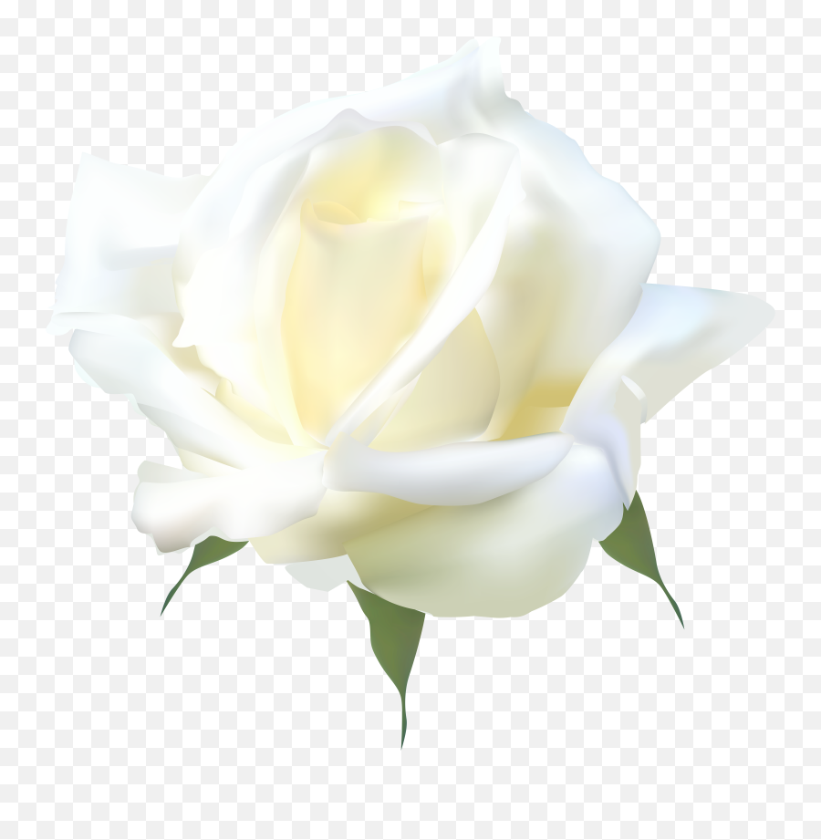 White Rose Png White Roses - Fresh Emoji,White Rose Png