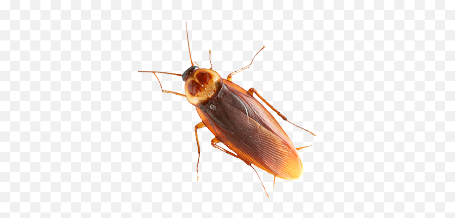Roach Png - Cockroach Filter Tiktok Emoji,Cockroach Png