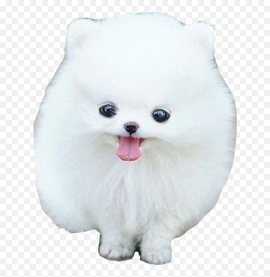 Clip Art Black And White Download Dog Cute Animal Sticker Emoji,Cute Animal Clipart