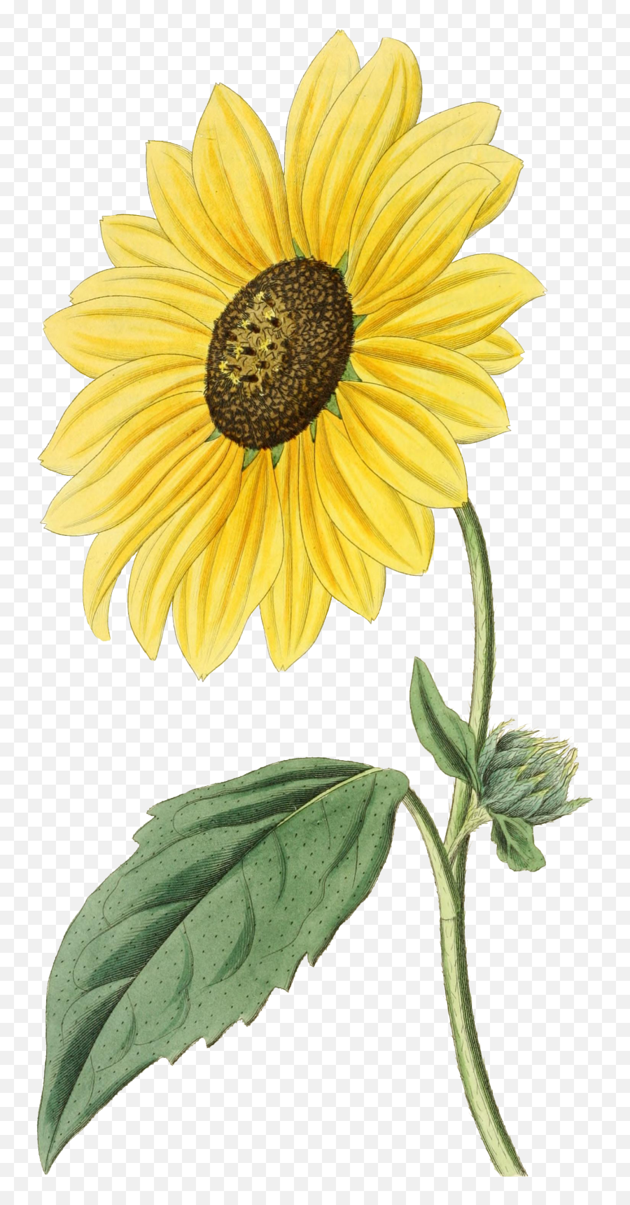 Sunflower Vintage Clipart Free Stock Photo - Public Domain Emoji,Sunflower Garden Clipart