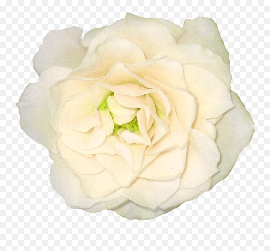 Large White Rose - Fresh Emoji,White Rose Png