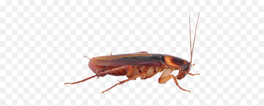 Cockroach Png Transparent Images - Cockroach Png Emoji,Cockroach Png