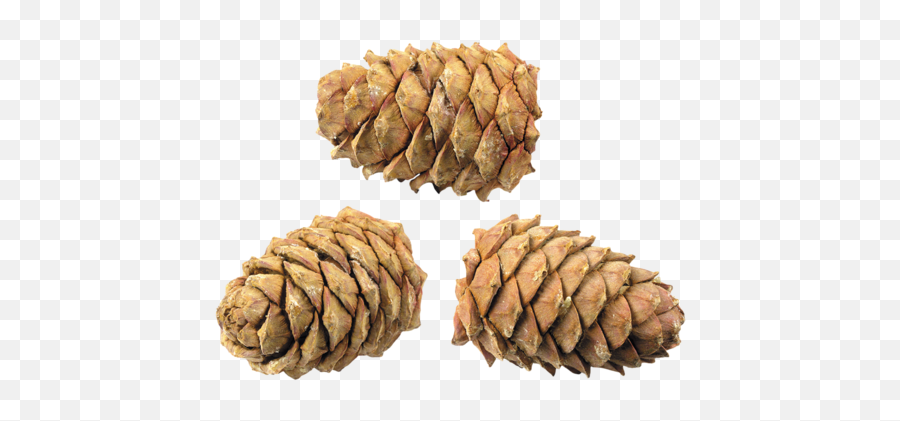 Pine Cone Clipart Png Picpng - Cedar Seed Emoji,Cone Clipart