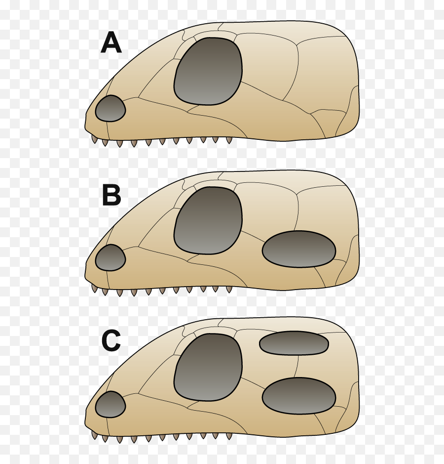 Fileskull Comparisonpng - Wikimedia Commons Tipos De Craneos De Los Reptiles Emoji,Skulls Png