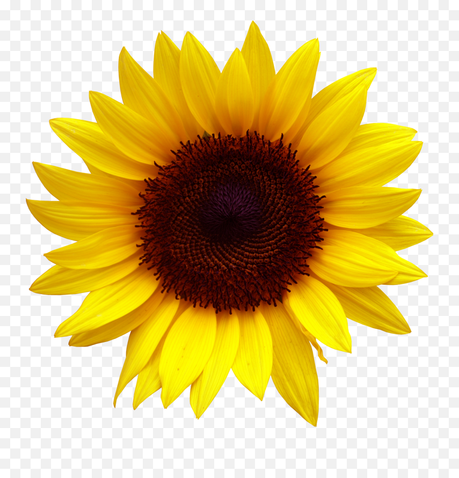 Aesthetic Aesthetic Drawn Sunflower Png - Largest Wallpaper Emoji,Sunflower Garden Clipart