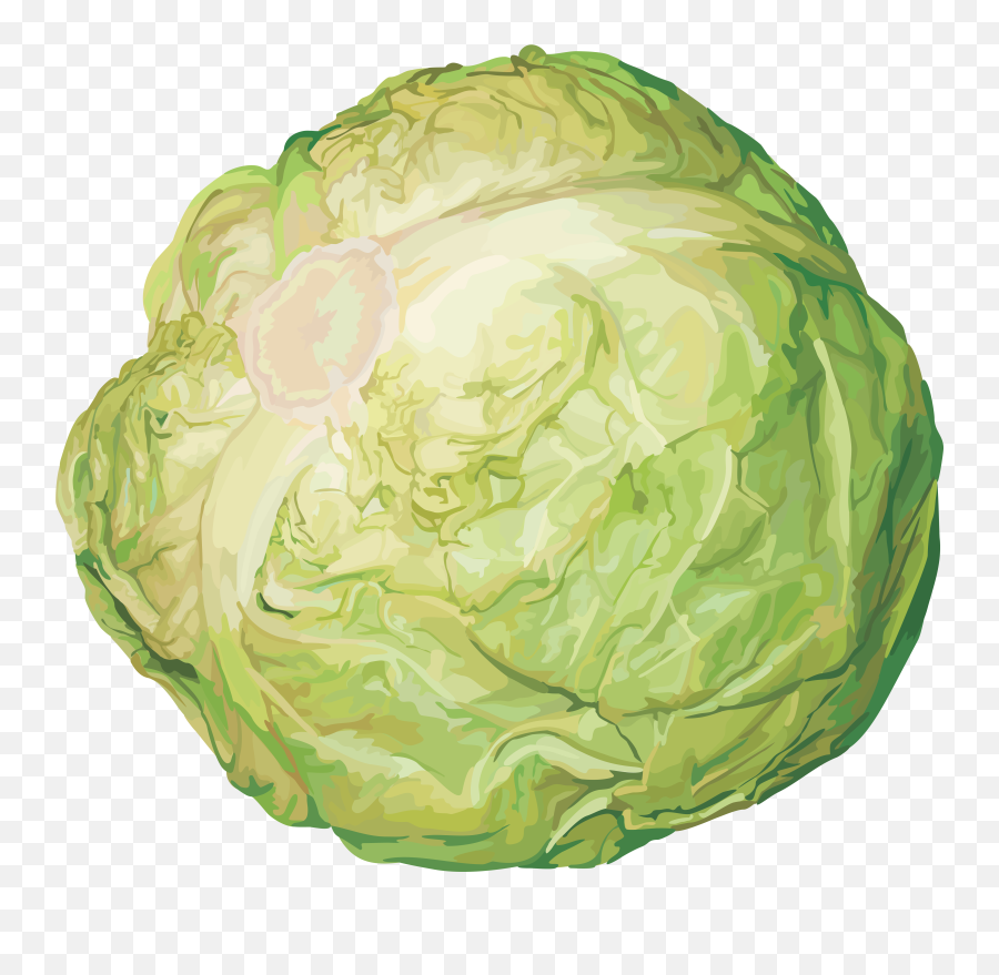 Cabbage Png Emoji,Lettuce Leaf Clipart