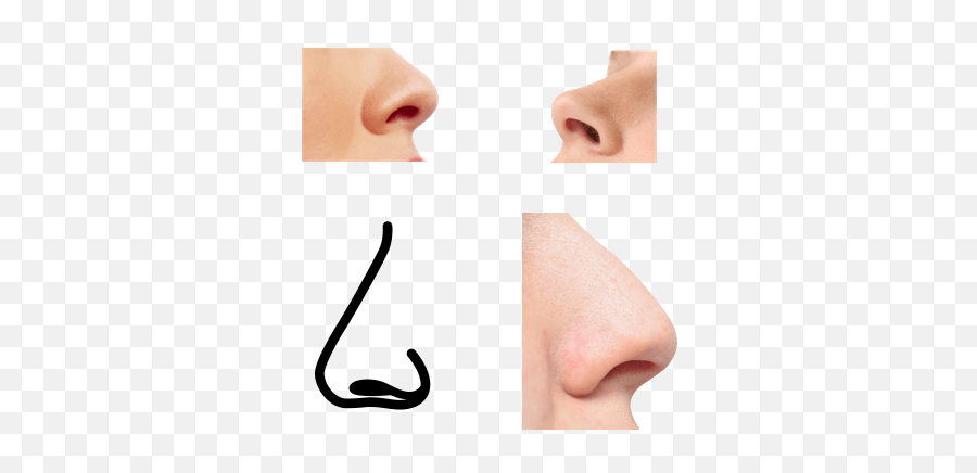 Nose Transparent Png Images - Stickpng For Adult Emoji,Nose Png