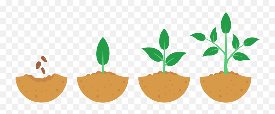 Growing Process Of A Plant Clipart - Plant Growth Stages Png Emoji,Seed Clipart