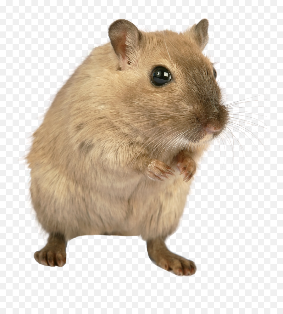 Rat Mouse Png Transparent Image - Standing Mouse Animal Png Emoji,Mouse Png