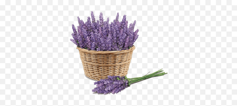 Flowers Purple Bp Lavender - Picmix Emoji,Purple Flower Transparent Background