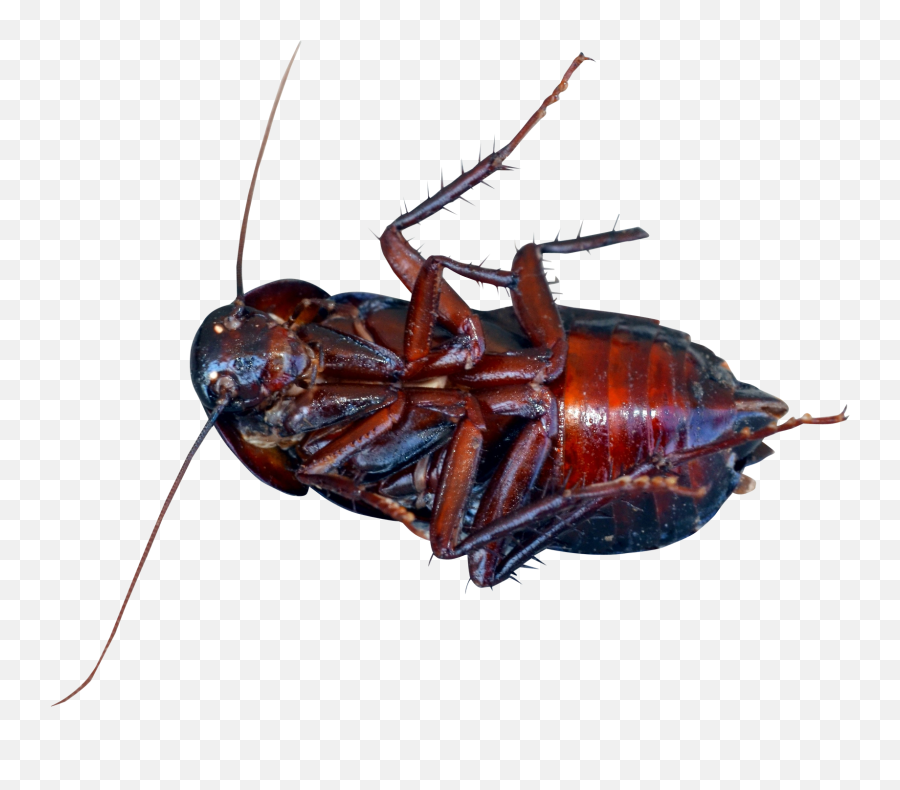 Cockroach Png Image - Cockroach Png Emoji,Cockroach Png
