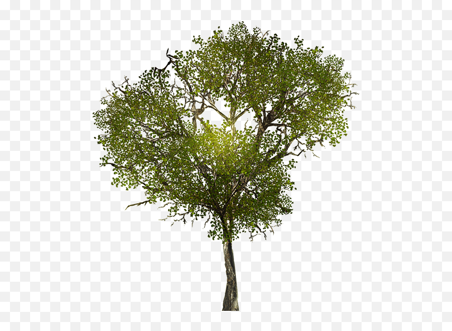 Download Texture For Large Leafy Branches For Tree Models - Transparent Tree Branch Texture Emoji,Trees Png