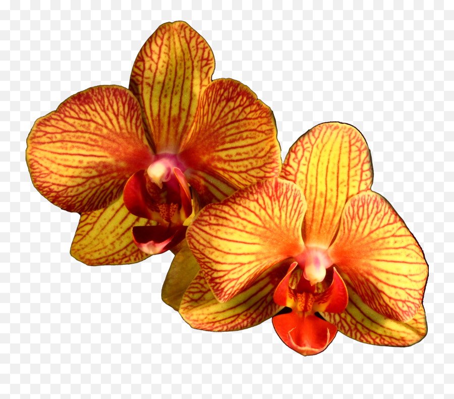 Download Plant Flower Moth Orange - Orange Orchid Png Emoji,Orchid Clipart